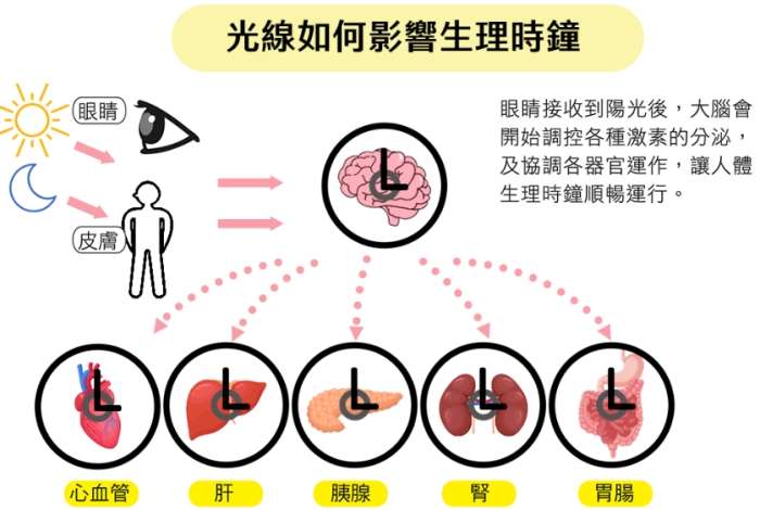 如何調節生理時鐘 如何調節生理時鐘